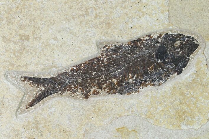 Fossil Fish (Knightia) - Green River Formation - Inch Layer #138594